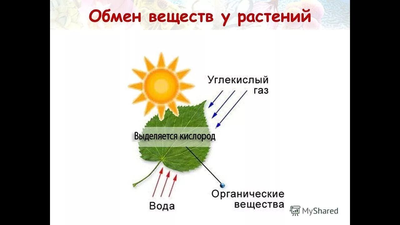 Впр по биологии 6 класс фотосинтез. Схема обмена веществ у растений. Схема процесса обмена веществ у растений. Биология презентация процесс обмена веществ у растений. Обменные процессы у растений.