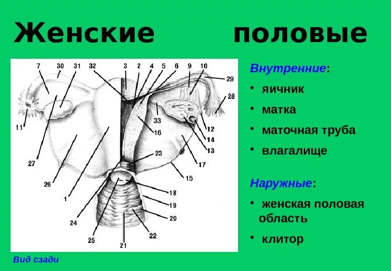 Женская половая/система строение внешнее. Наружные половые органы женщины. Строение женского пол органа внешняя. Репродуктивная система женщины наружные органы. Внутренние женские органы строение анатомия.