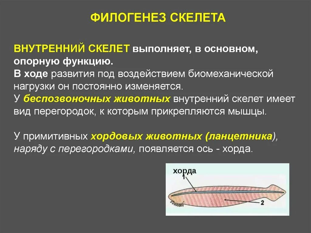 2 филогенез. Филогенез скелета. Филогенез скелета хордовых животных. Филогенез животных таблица. Филогенез висцерального скелета.