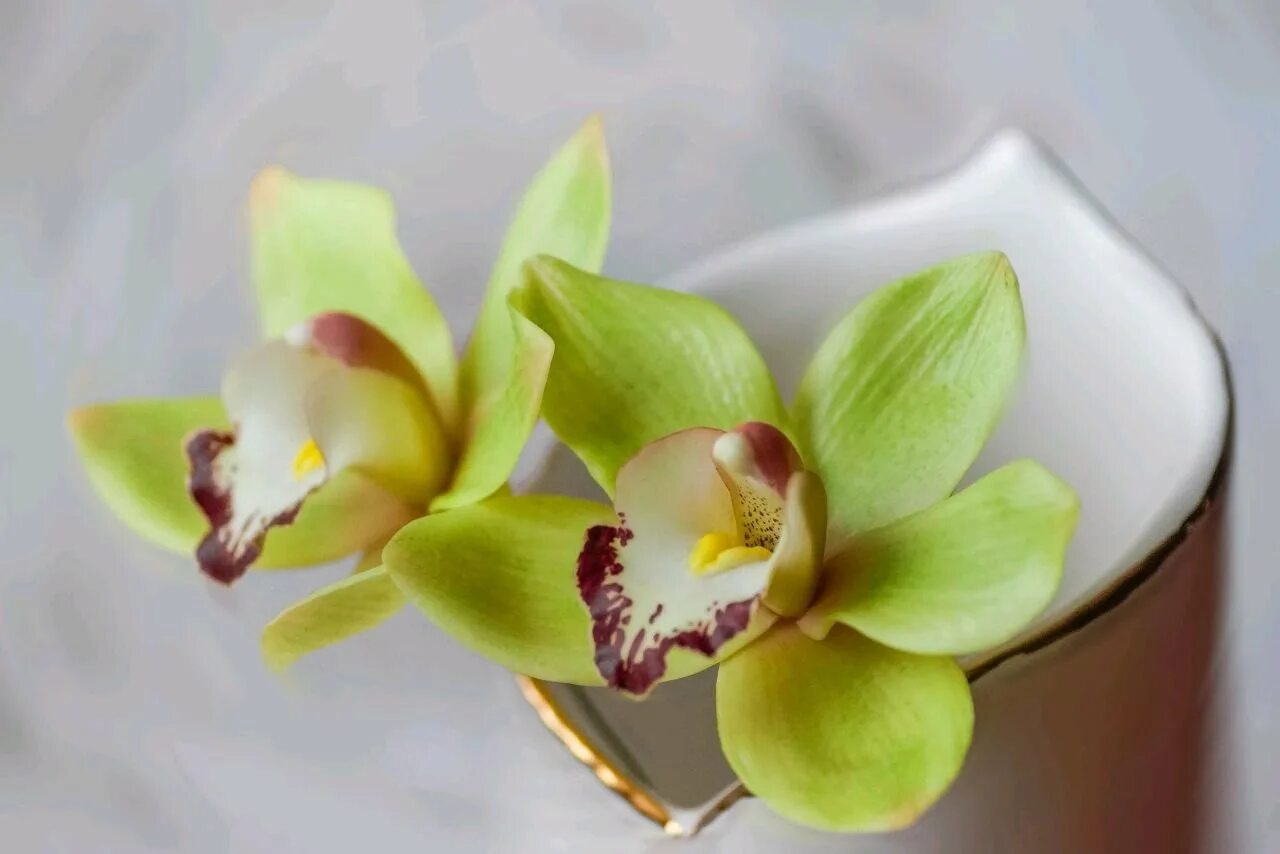 Violet orchids,violet flowers,orchids,petals,orchids petals - free image from ne