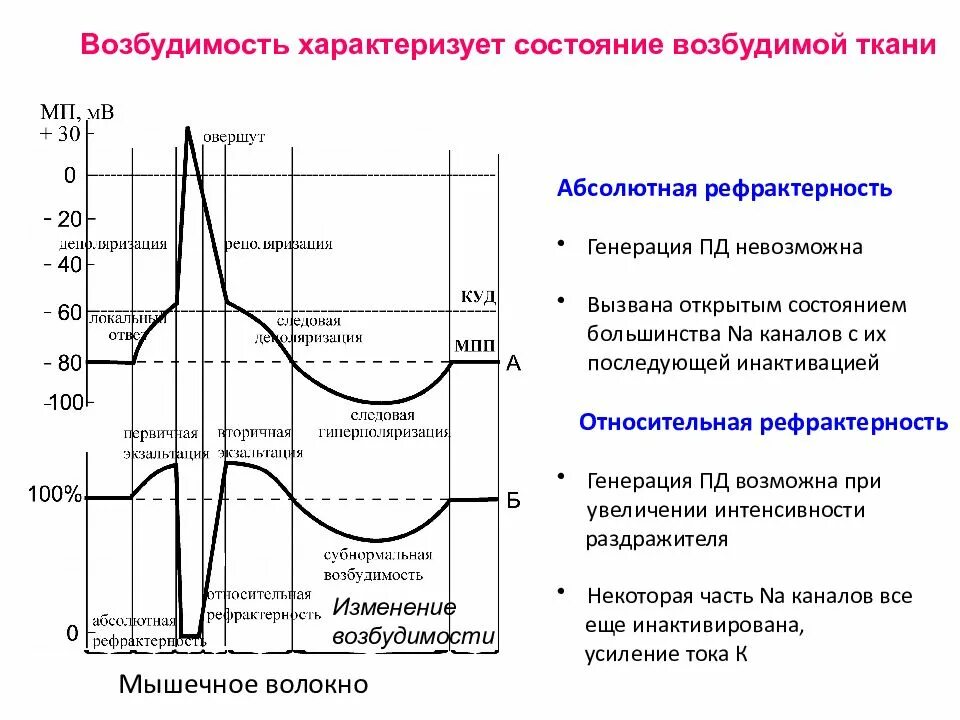 Рефрактерность и ее фазы физиология. Абсолютная рефрактерность это в физиологии. Соотношение фаз возбудимости с фазами потенциала действия. Фазы потенциала действия мышечного волокна.