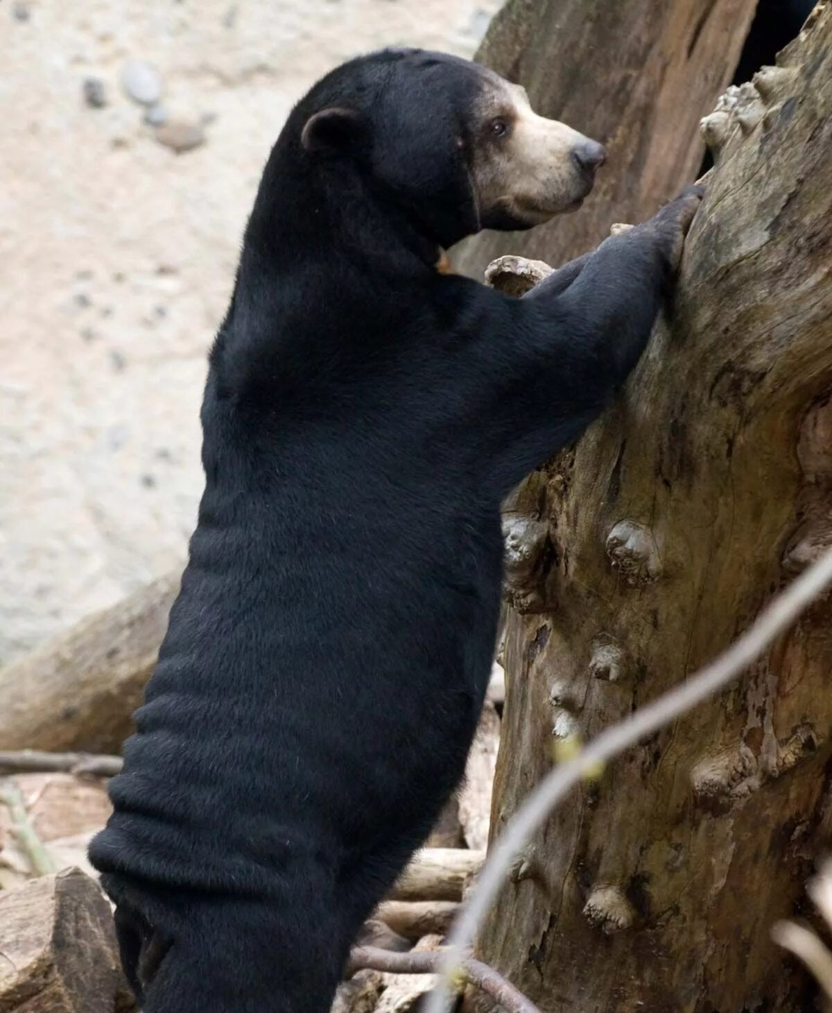 Sun bear Size, Location, & Facts Britannica