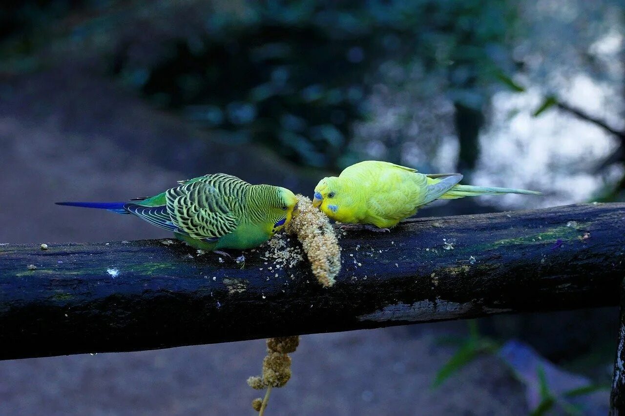 Попугаи волнистые попугайчики. Волнистый попугайчик в Австралии. Волнистые попугаи в дикой природе. Австралия волнистые попугаи в дикой природе.