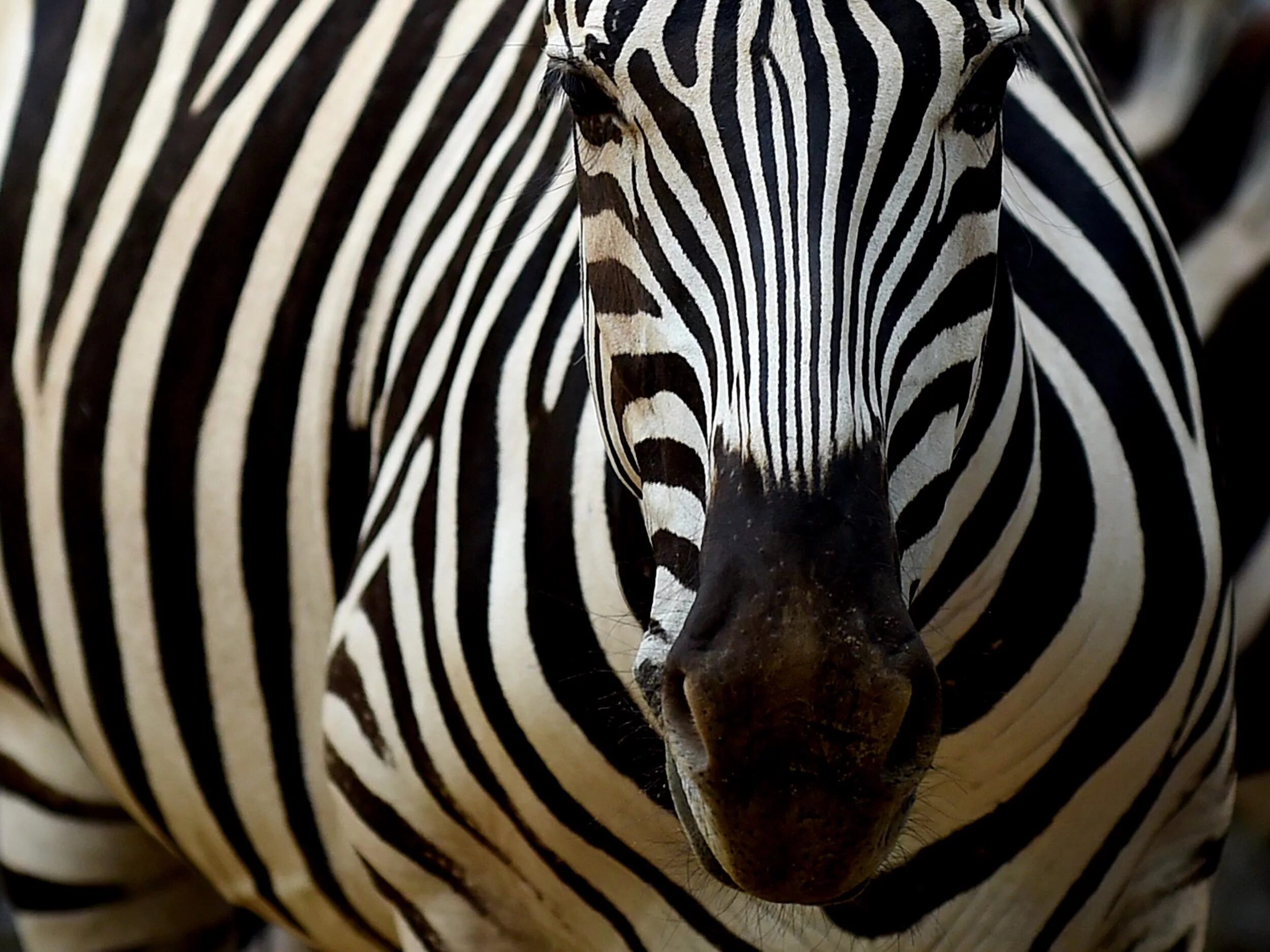 Сайт zebra