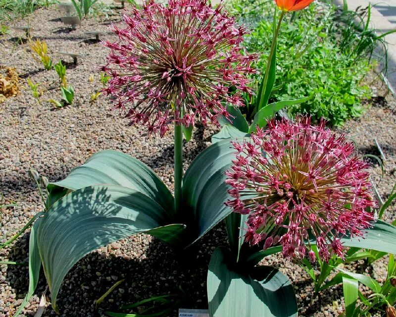 Allium Giant Christophii Longfield gardens, Fall garden vegetables, Bulb flowers