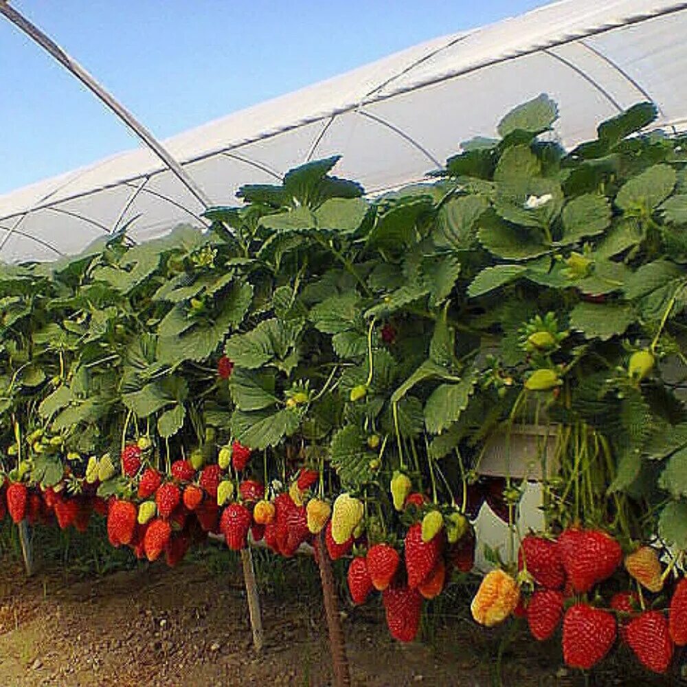 Клубника гидропонная теплица. Редис классификация редиса. Клубника крымская ремонтантная. Выращивание сорта. Выращивание сорта.