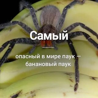 Включи громче паук