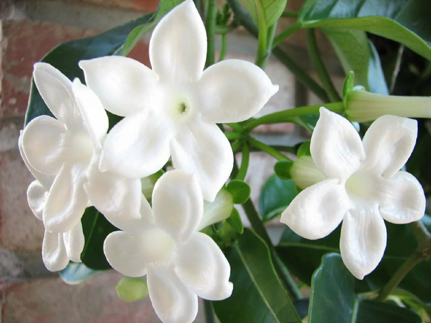 Стефанотис мадагаскарский. Стефанотис (stephanotis).