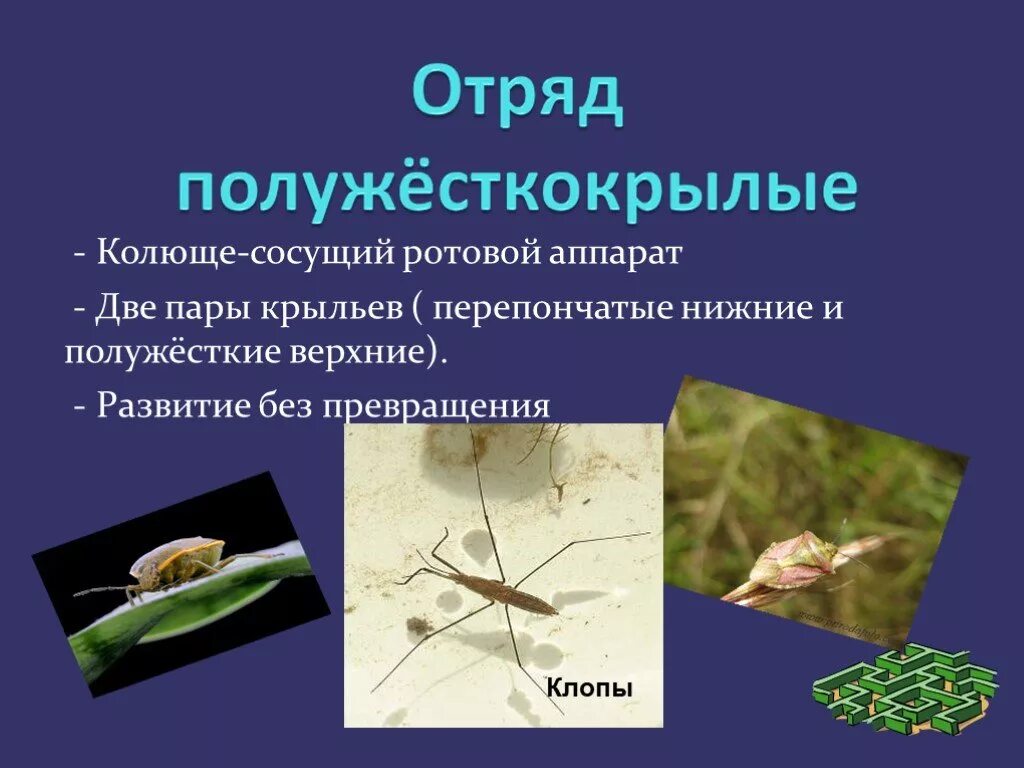 Цикл развития постельного клопа схема. Отряд полужесткокрылые тип развития. Отряд полужесткокрылые представители. Полужесткокрылые насекомые строение. Отряды насекомых с полным и неполным превращением.