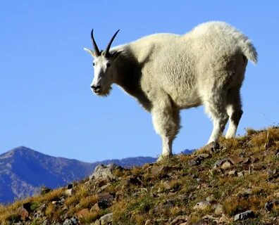 Goat перевод