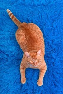 Кот на ковре