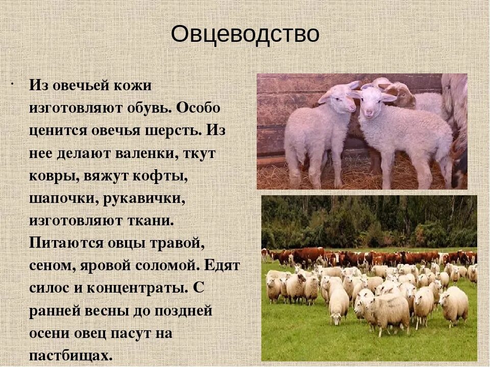 Овцеводство отрасль специализации. Животноводство доклад. Сообщение на тему животноводство. Доклад на тему животноводство. Животноводство презентация.