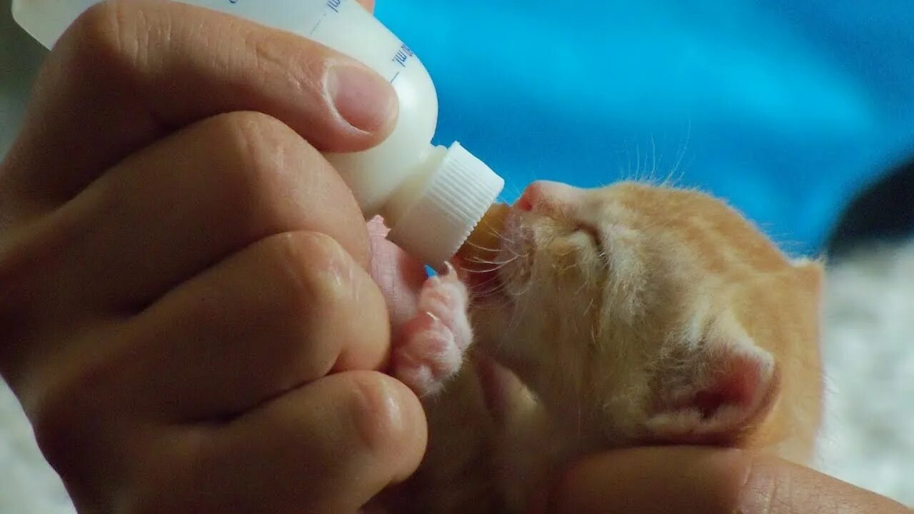 Можно ли кормить котят смесью для детей. Искусственное вскармливание котят. вскармливание новорожденных котят. спасение новорожденных котят.