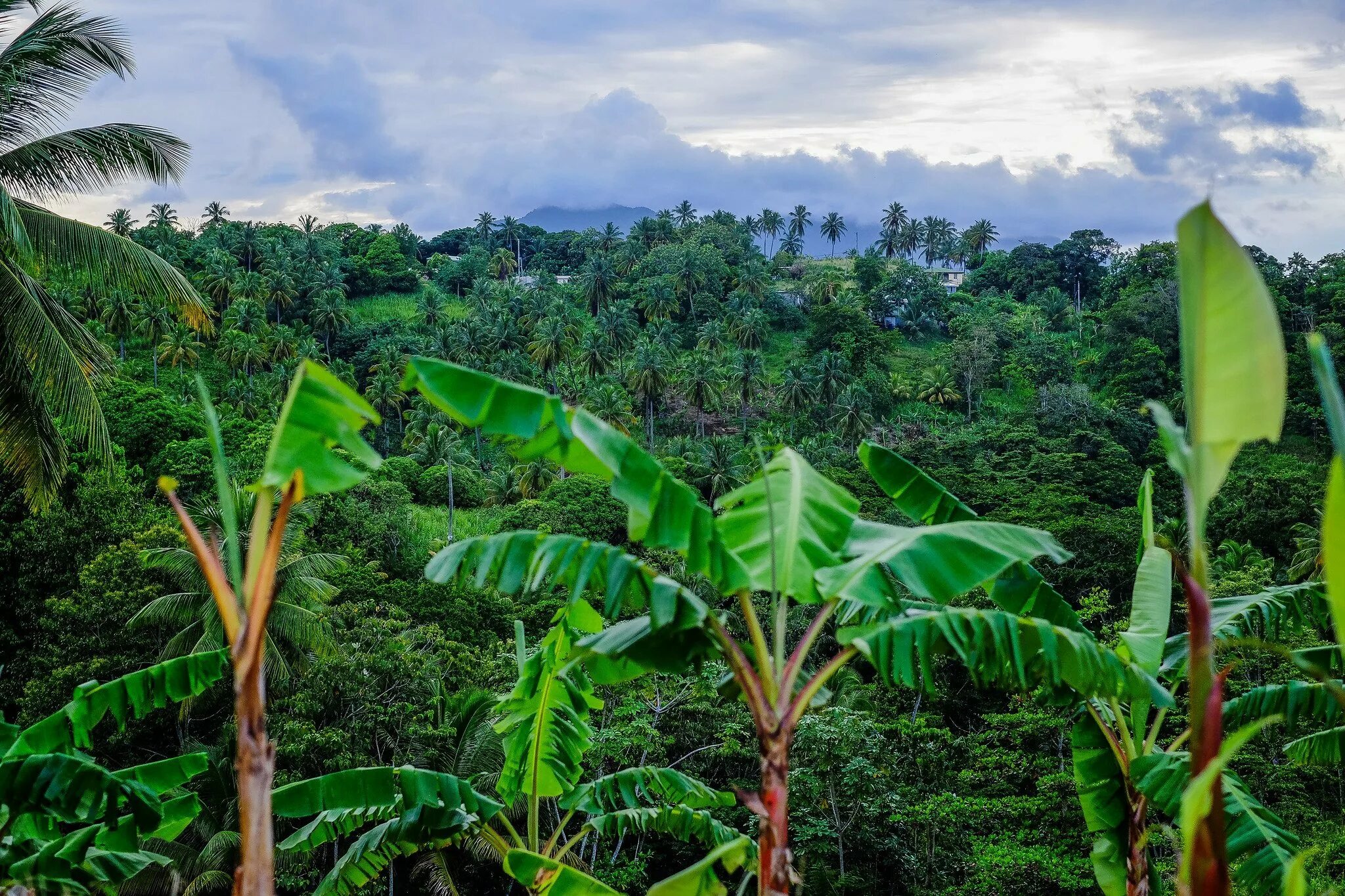 Tropical plant. Тропические растения Калимантана. Агатис тропики. Растительность джунглей.