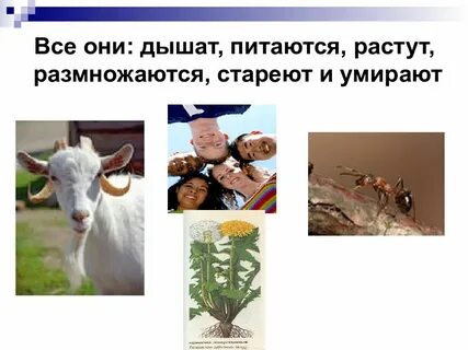 Растите и размножайтесь