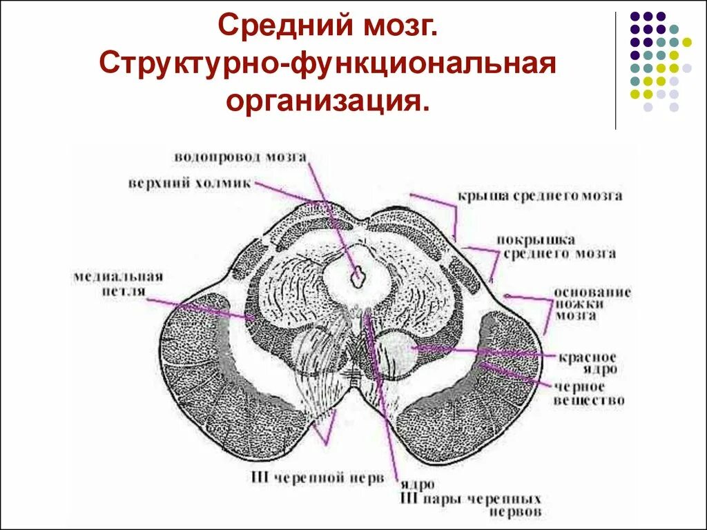 Средний мозг включает в себя