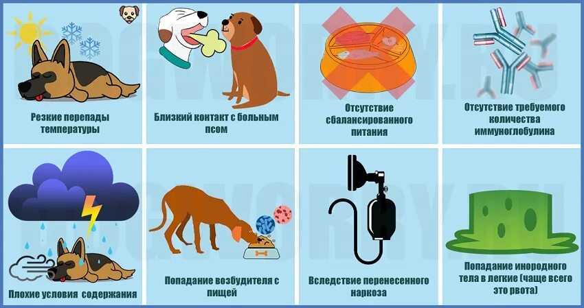 Исследование сердца собаки. Аспирационная пневмония кошек на рентгене. Болезни легких собак. Воспаление лёгких у собак. Система органов дыхания собаки.