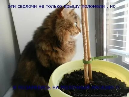 3 июня заканчивается