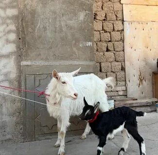 Жаңа жылға арналған жалаңаш қыздардың суреттері