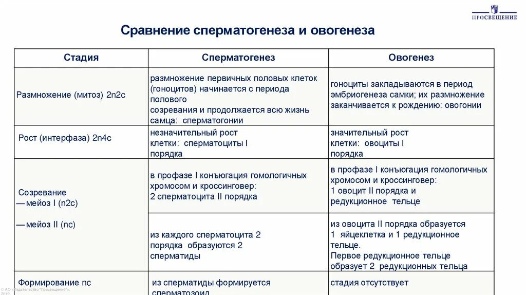 Составьте сравнительную таблицу сперматогенеза и оогенеза. Составьте сравнительную таблицу сперматогенеза и оогенеза