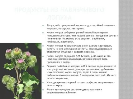 Когда собирают корень лопуха