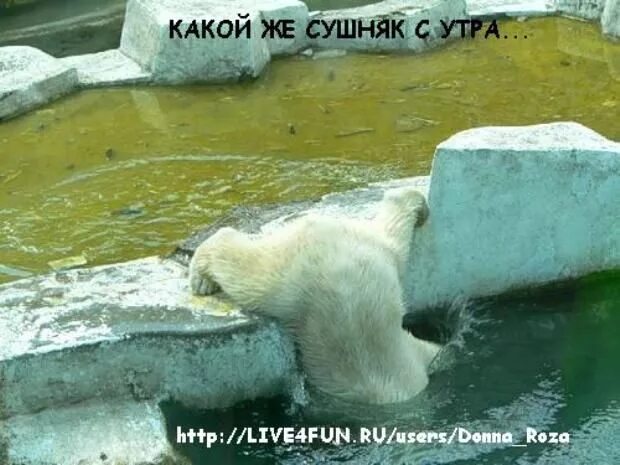 Вот зазвенел сушняк захрустел снег. Сушняк? сушняк. доброе утро сушняк. сушняк по утрам. сушняк гиф.