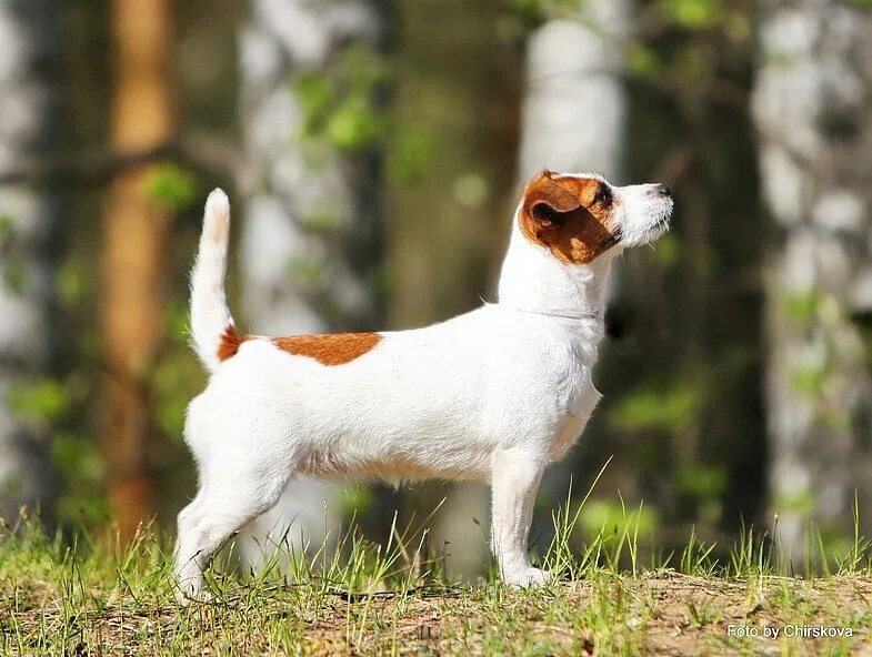 джек рассел длинношерстный. джэкрасл терьер жесткошерстный. джек рассел длинношерстный. джэкрасл терьер жесткошерстный. джек рассел жесткошерстный.