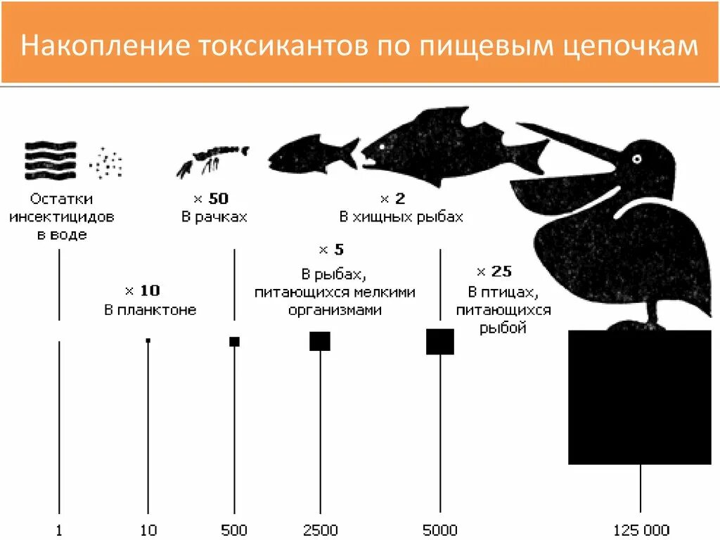 Токсиканты в пищевых цепях. Передача токсичных веществ по пищевой цепи. Токсичные вещества в пищевых цепях. Накопление тяжелых металлов в пищевых цепях. Наибольшая концентрация живых организмов расположена