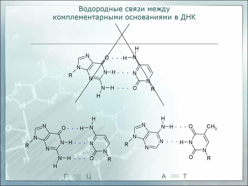 Двойная водородная связь. Водородные связи в ДНК. Водородные связи между комплементарными основаниями. Водородная связь между. Водородные связи между основаниями в ДНК.