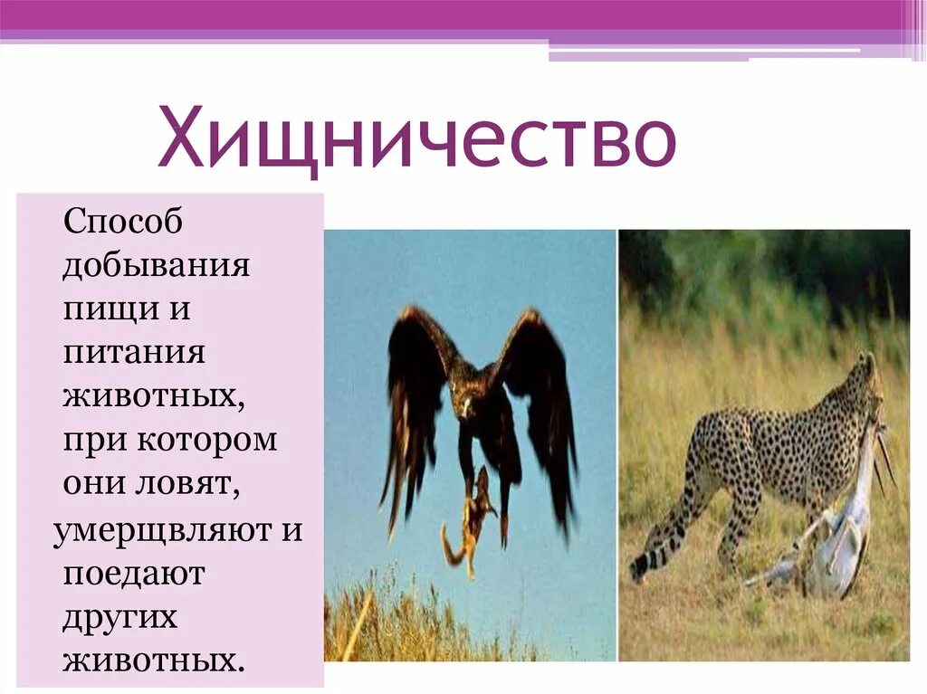 Хищничество. Примеры хищничества в природе. Симбиоз хищничество. Характерный представитель хищничества.