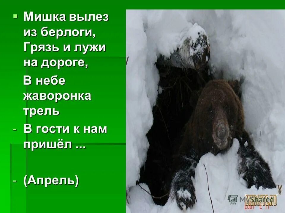 медведь гризли берлога. медвежья берлога. берлога медведя. бурый медведь в спячке. берлога медведя.