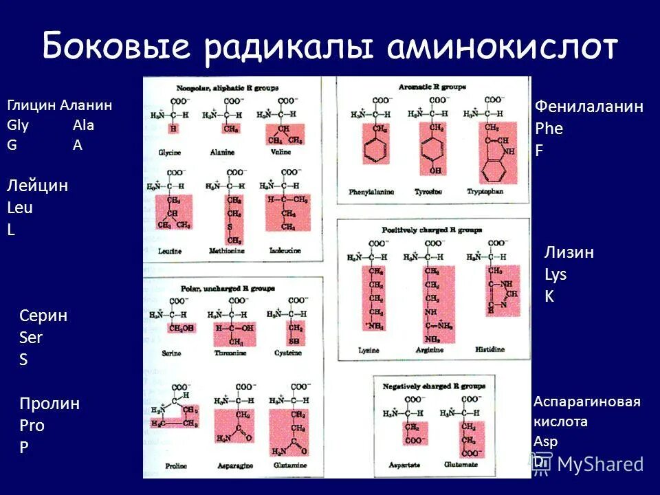 аминокислоты содержат радикалы. классификация альфа аминокислот по радикалу. аминокислоты содержащие гидроксильную группу. аминокислоты содержат радикалы. функциональная группа аминокислот формула.