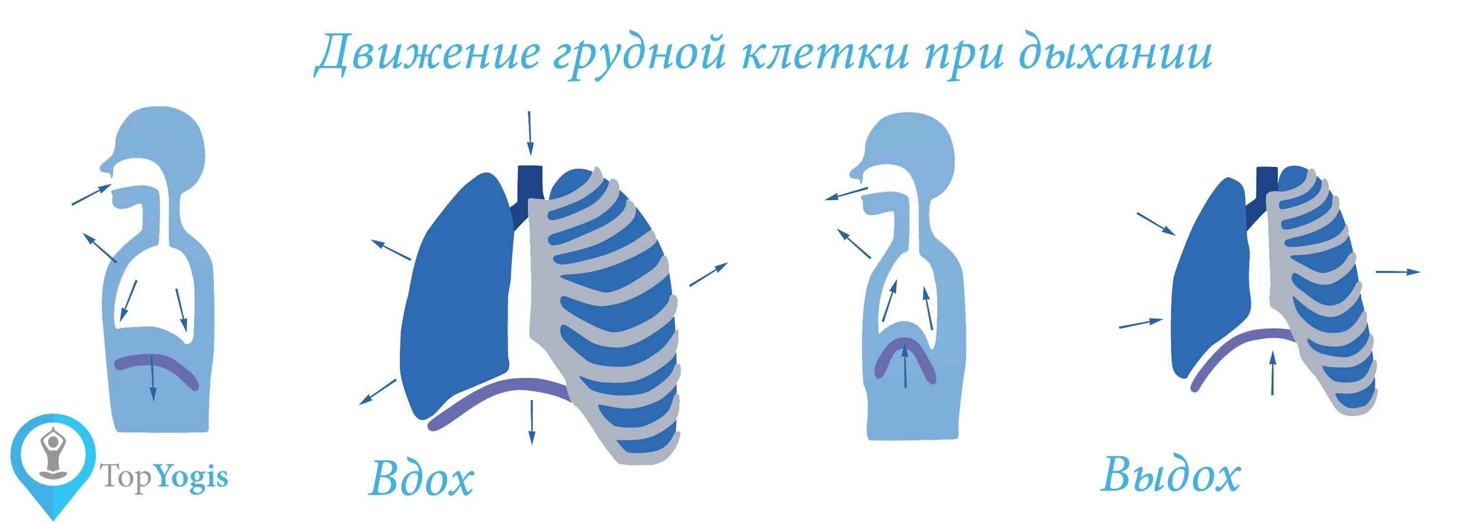 Грудная клетка при вдохе приподнимается. Механизм вдоха диафрагма. Схема дыхания человека вдох выдох. Механизм вдоха и выдоха анатомия. Механизм дыхания диафрагма вдох и выдох.