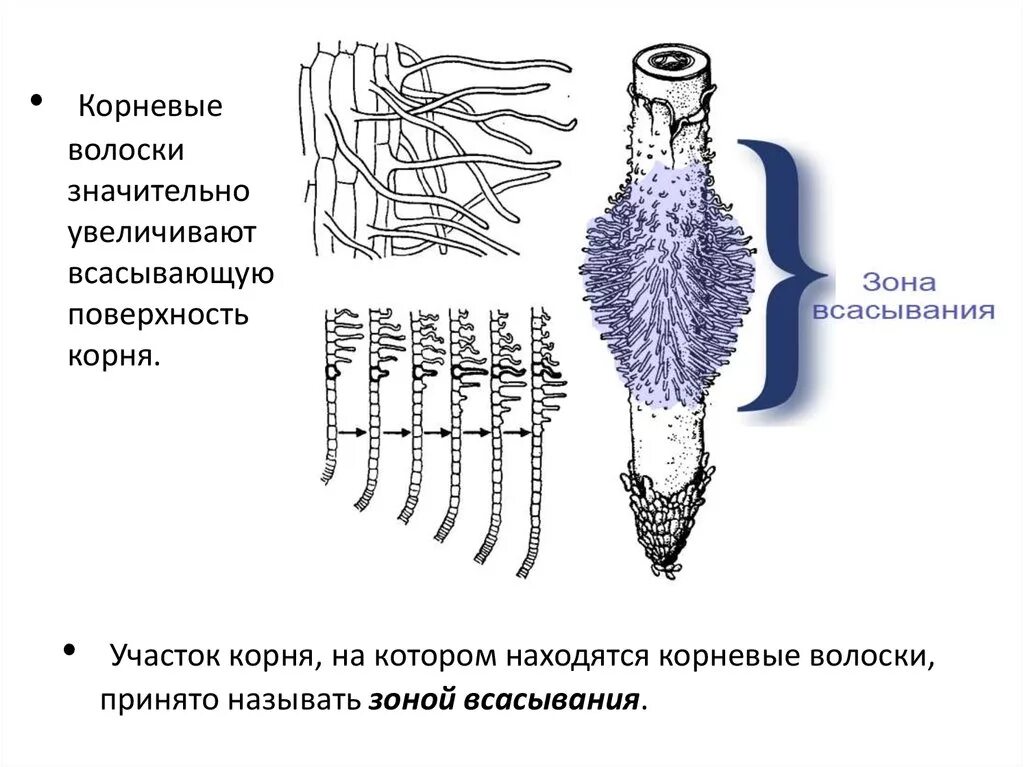 Строение клеток корневого волоска. Схема строения корневого волоска. Клетки зоны всасывания корня. Биология строение корневые волосики.