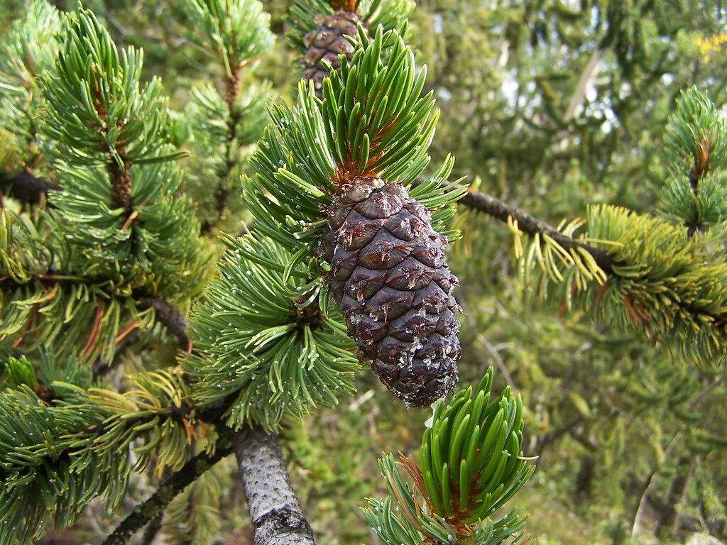 Сколько стоит хвойный. Pinus aristata. Сосна остистая шишки. Сосна аристата. Сосна остистая шишка.