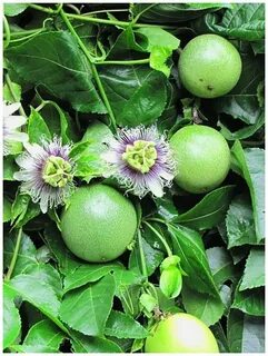Семечки маракуйи