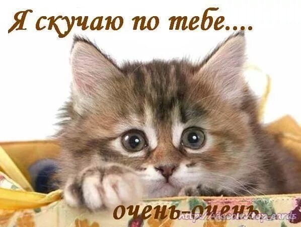 В Госдуме хотят ограничить количество животных в квартире - Кубанские новости