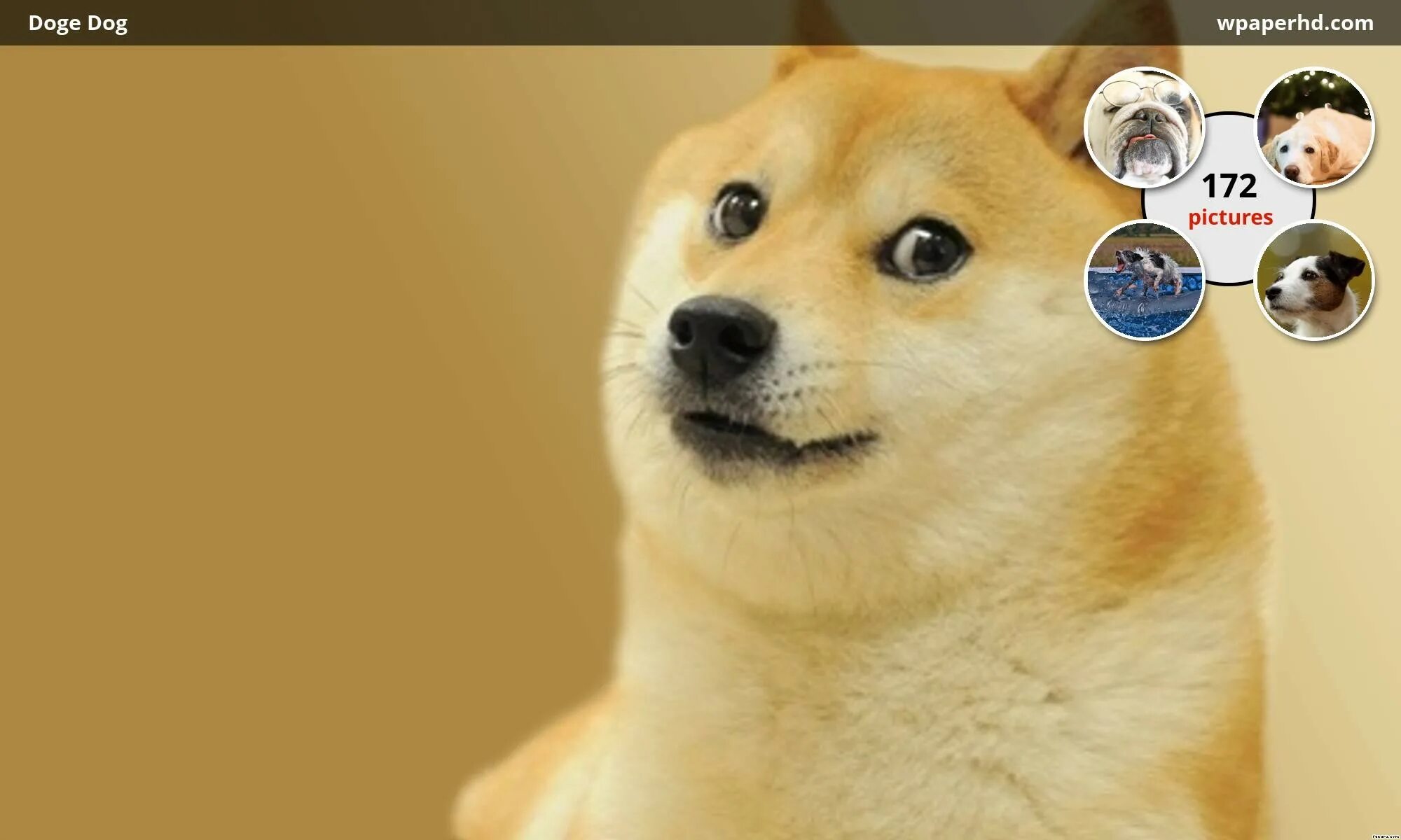 Doge хитрый. Сиба-ину догги. Doge улыбается. Dogecoin. Оранжевая собака мем.