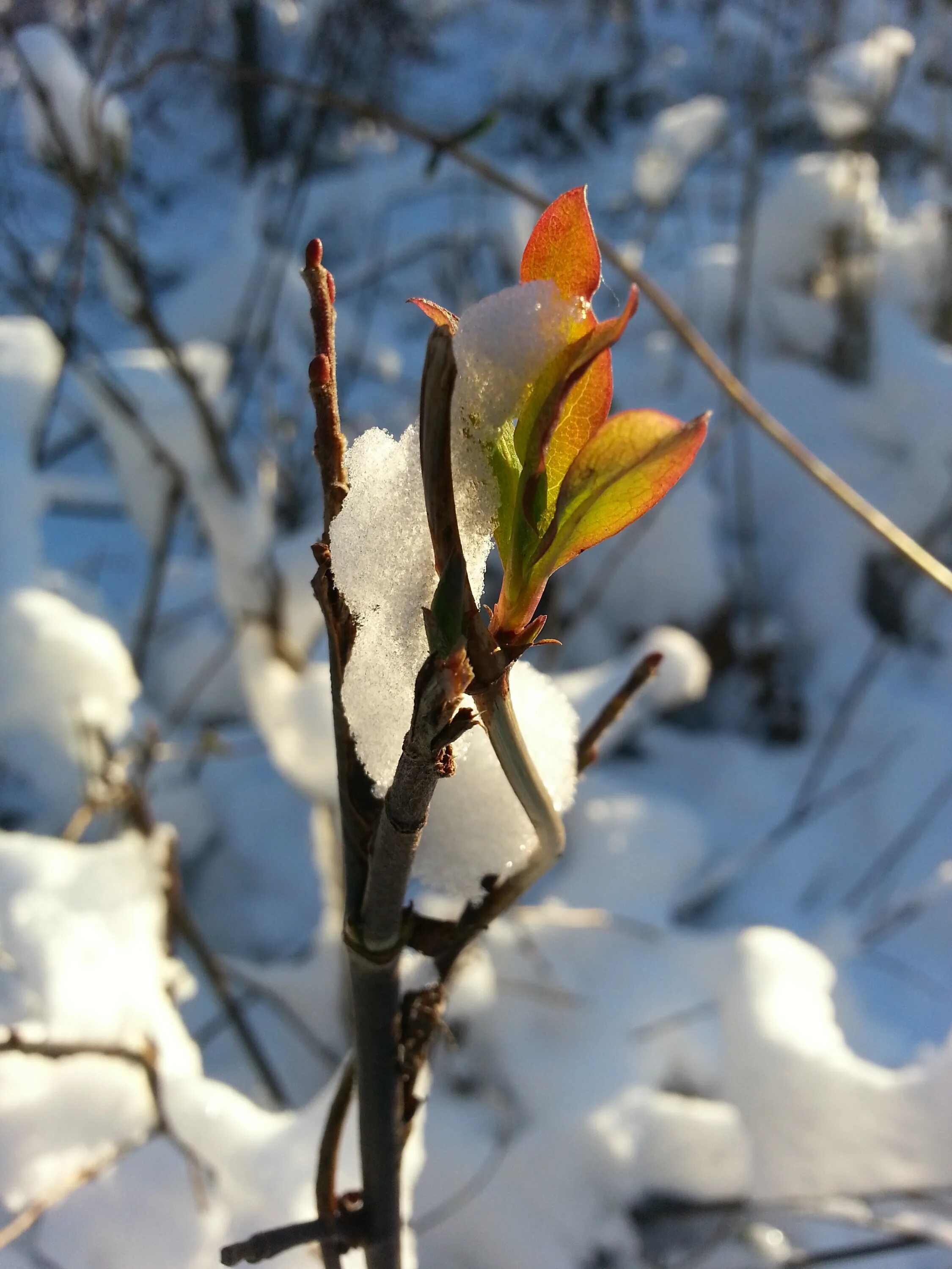 Весеннее Пробуждение природы. Растения зимой.