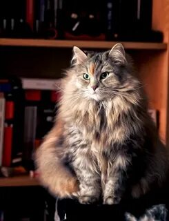 Сибирская кошка и кот