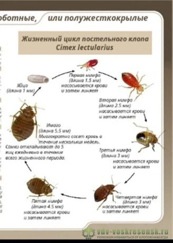 Какое развитие у клопа. Жизненный цикл клопа. Жизненный цикл постельного клопа. Цикл развития постельного клопа схема. Цикл развития клопов постельных.