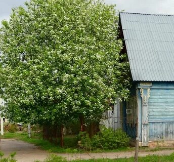 Можно ли садить черемуху