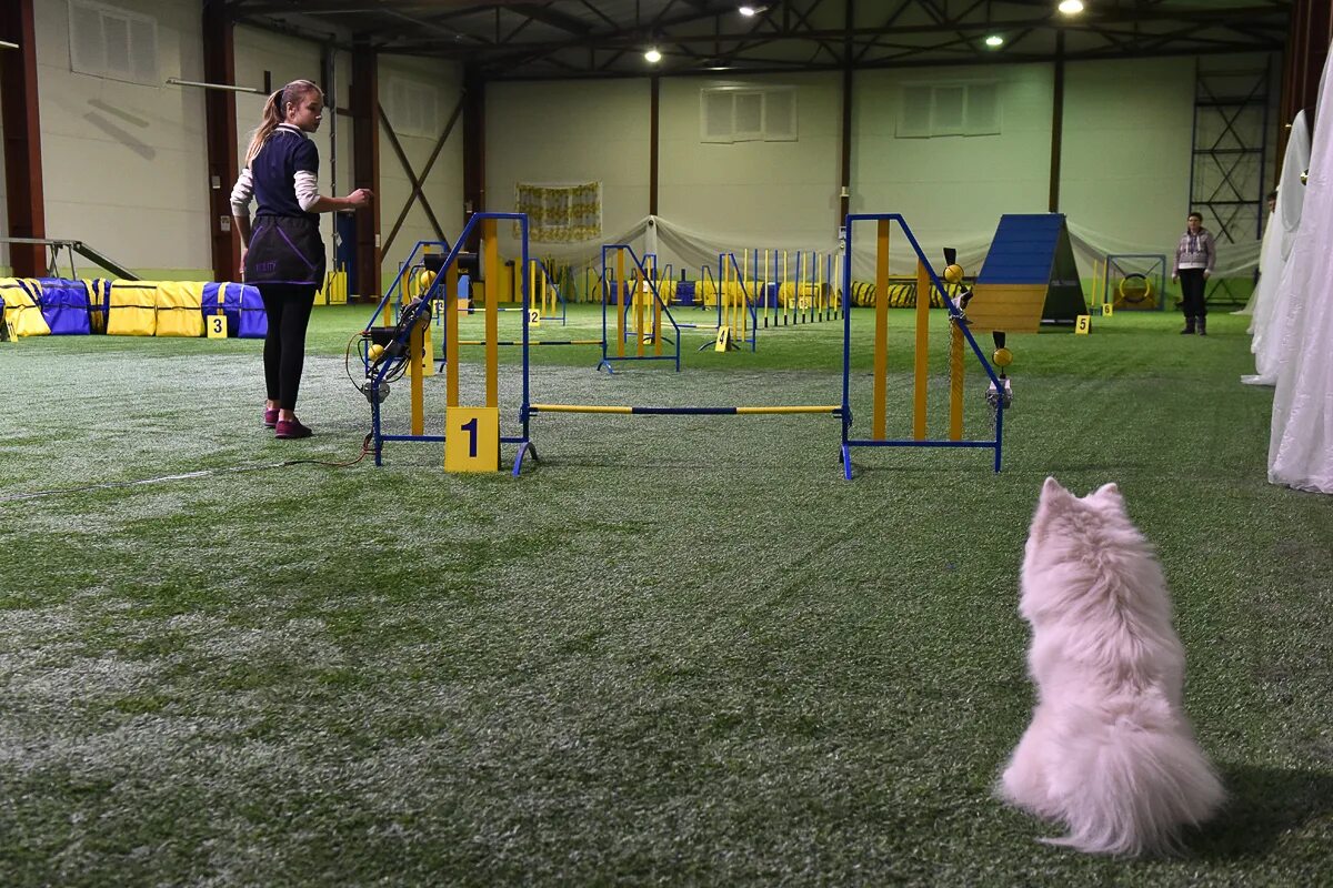 Dogs hall