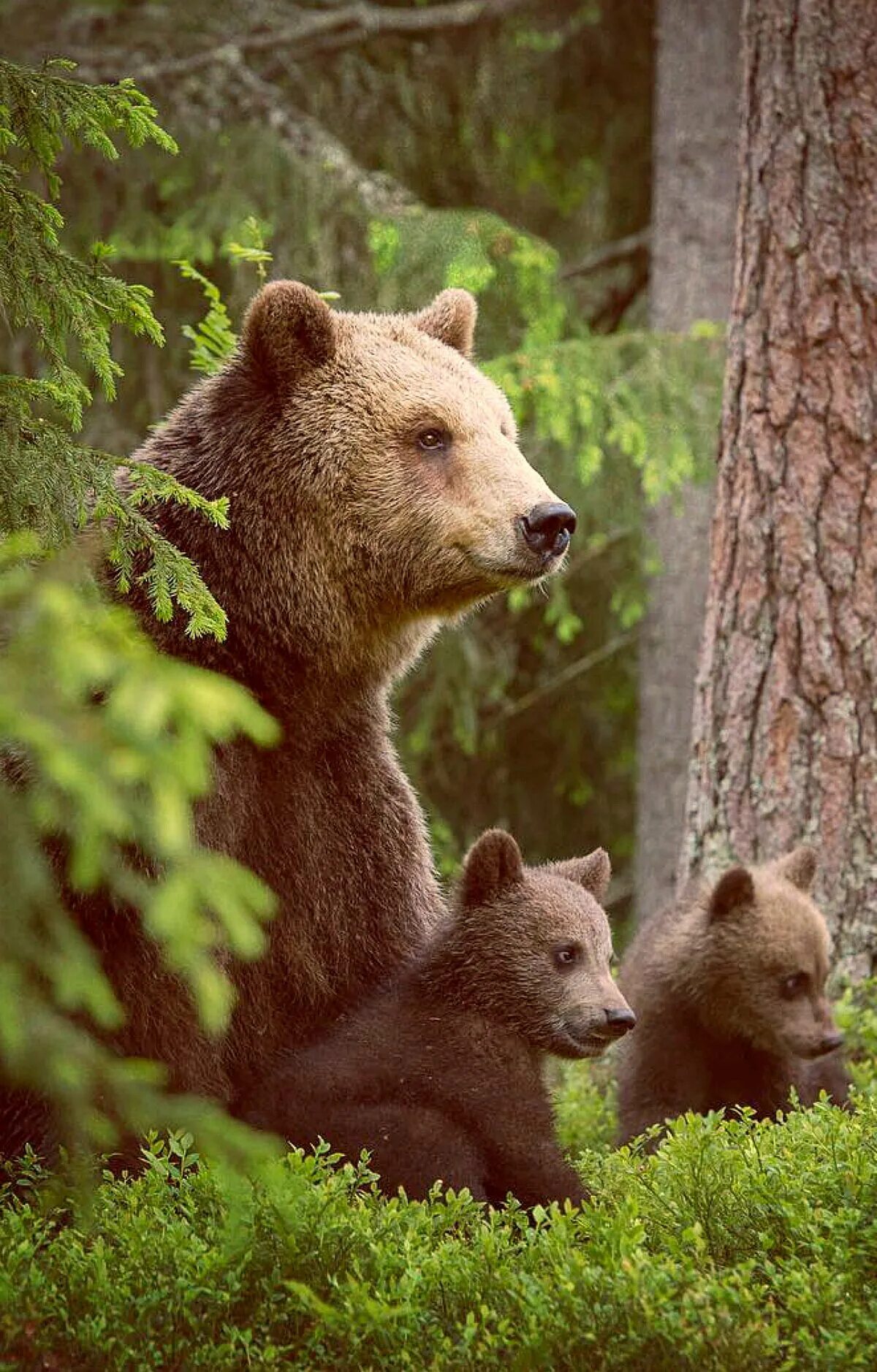 Бурый медведь с медвежатами в лесу. «Медведица с медвежатами» Кемерово. Медведицасмедвижатами. Медведицас медведатами. Five bears