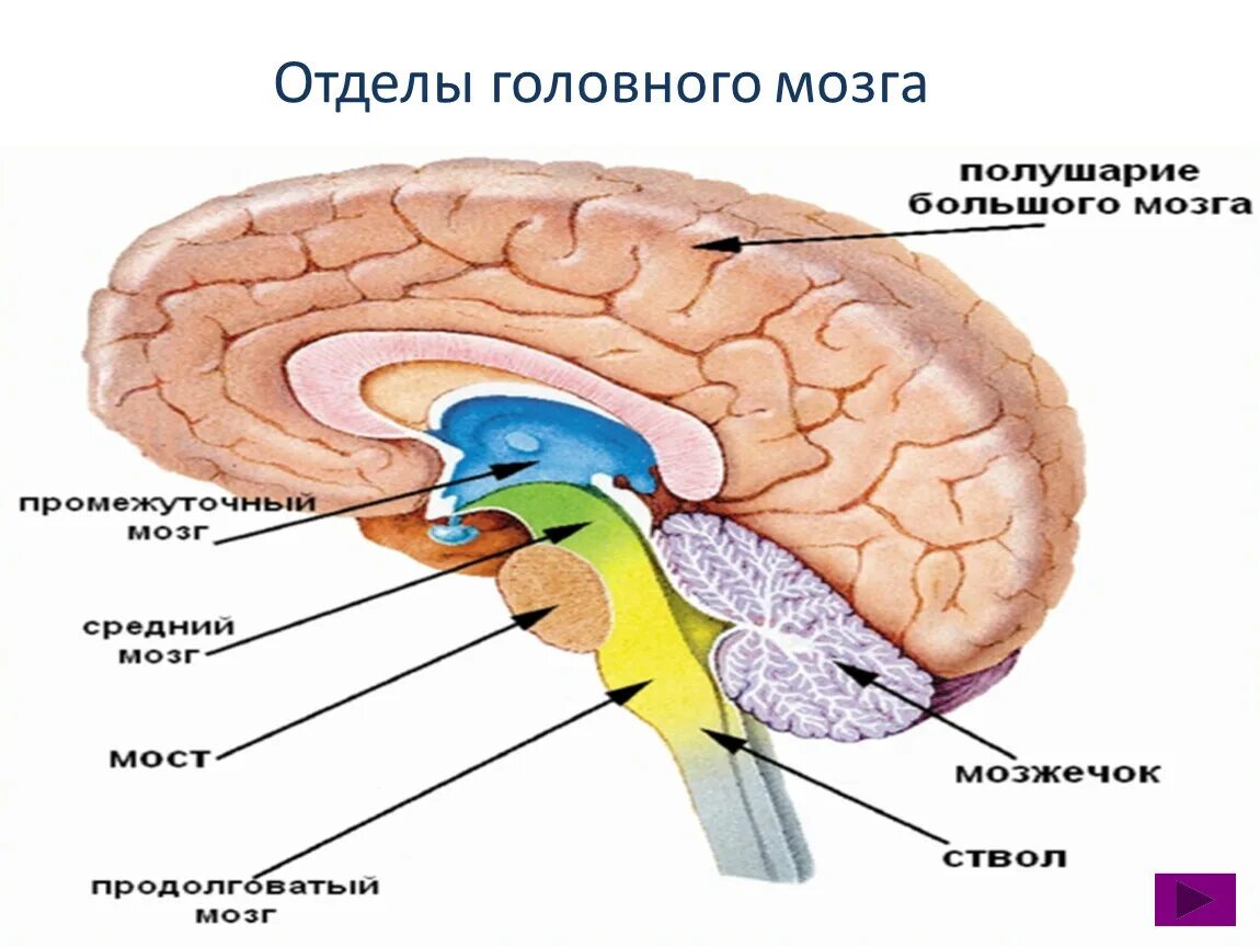 Отделы головного мозга. Структуры головного мозга. Строение головного мозга. Промежуточный мозг. Правильная последовательность расположения отделов ствола головного мозга