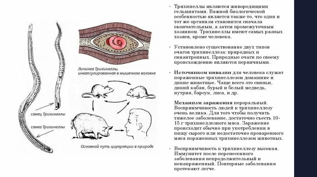 Мышечный червь