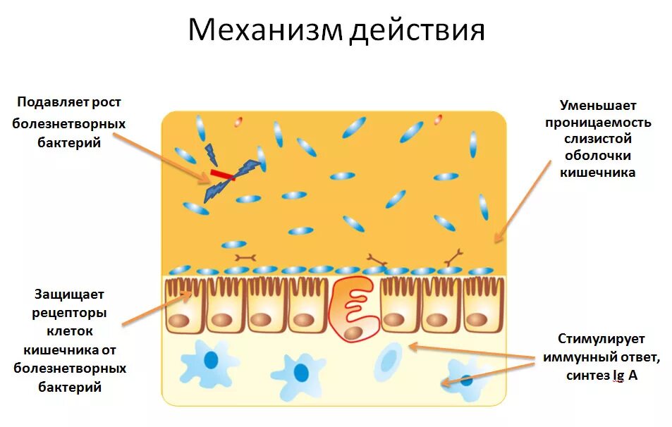 Микрофлора слизистых оболочек