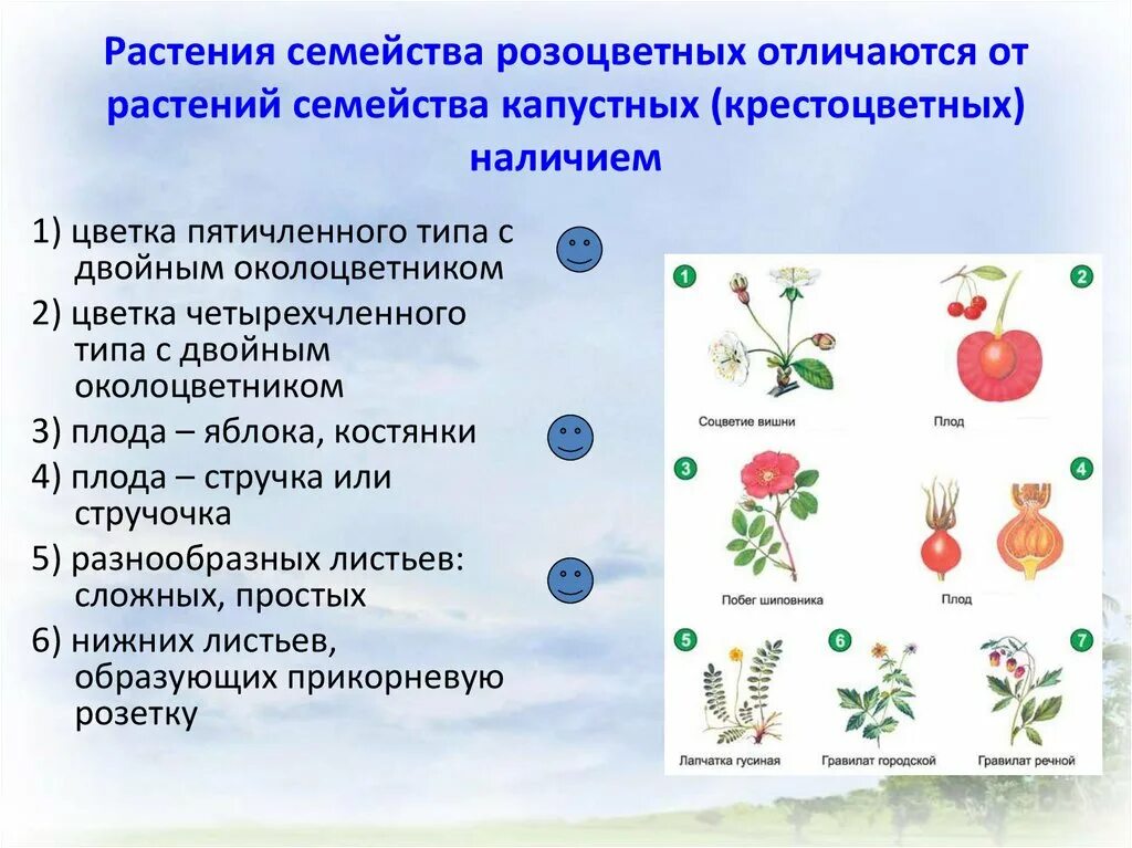 Огэ покрытосеменные растения