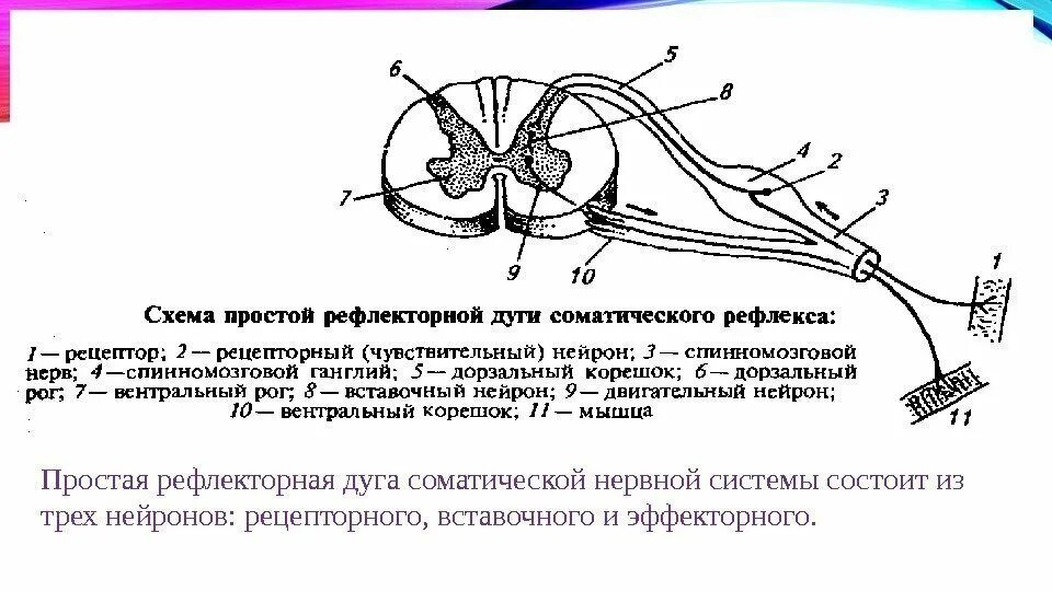 Какой рефлекс спинного мозга. Рефлекторную дугу соматического спинномозгового рефлекса схема. Схема строения трехнейронной рефлекторной дуги. Схема простой рефлекторной дуги соматического рефлекса. Рефлекторная дуга соматического спинального рефлекса.