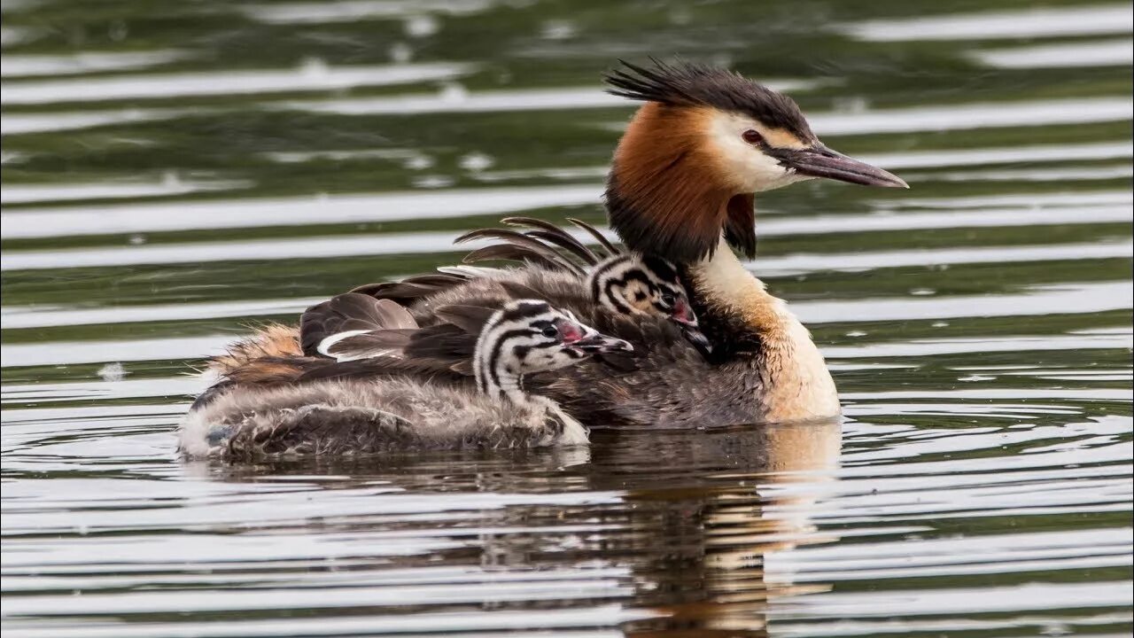 Поганка чомга птица. Водоплавающие чомга поганка. Поганки чомга птенец. Чомга с птенцами.